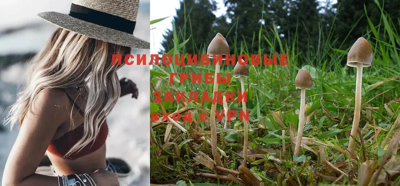 Галлюциногенные грибы Psilocybe  мега вход  Ирбит 